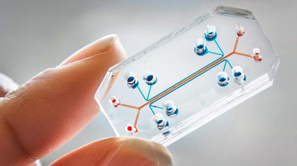 Microchips que se comportan como órganos humanos