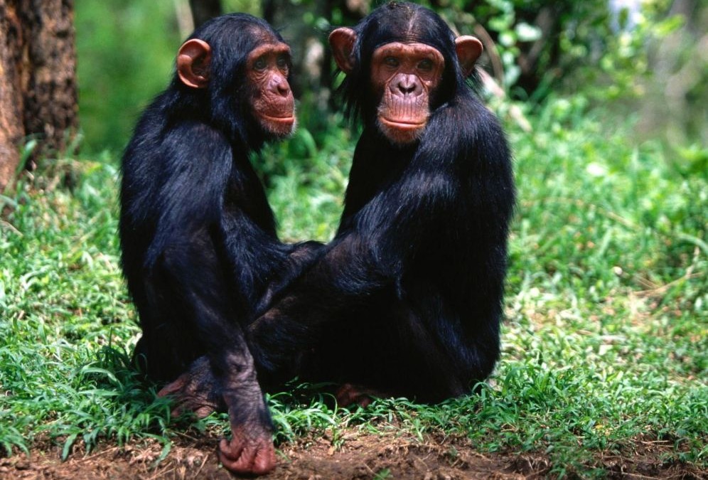 Los chimpancés, como los humanos, confían en sus amigos
