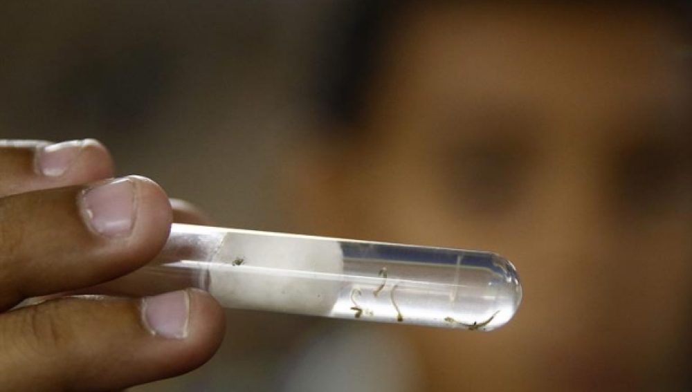 “GLS-5700”.   Estados Unidos autoriza la prueba en personas de una vacuna experimental del virus del Zika