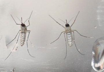 Un test que diagnostica el virus del Zika en sólo 20 minutos