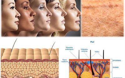 Conoce los ocho tipos de piel según la sensibilidad, nivel de grasa, hidratación y textura