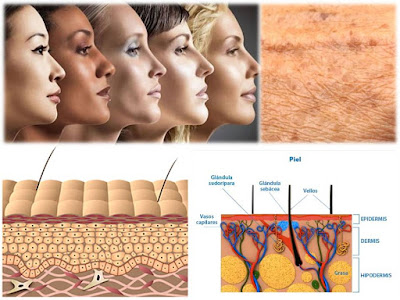 Conoce los ocho tipos de piel según la sensibilidad, nivel de grasa, hidratación y textura